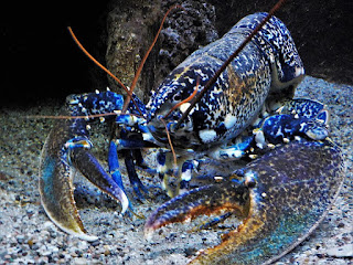 Blue lobster