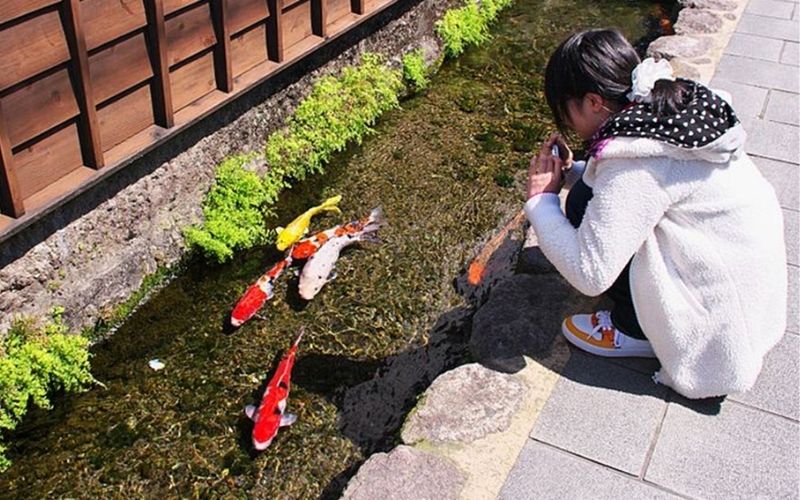 In Shimabara, Japan, Koi fish live in street canals - WebNewsOrbit