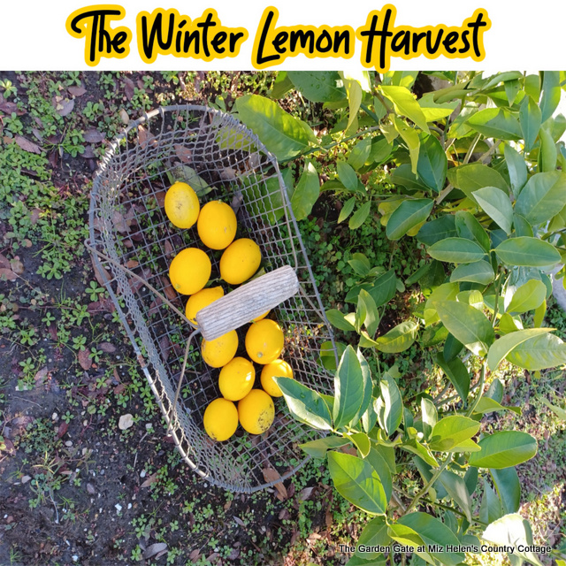 The Winter Lemon Harvest
