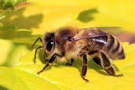 Apis mellifera