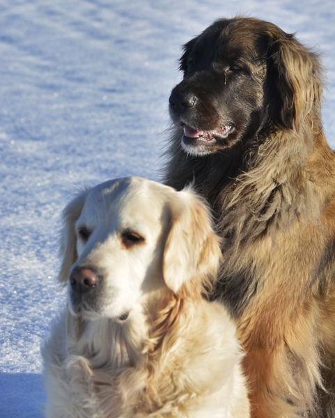 golden retriever leoberger