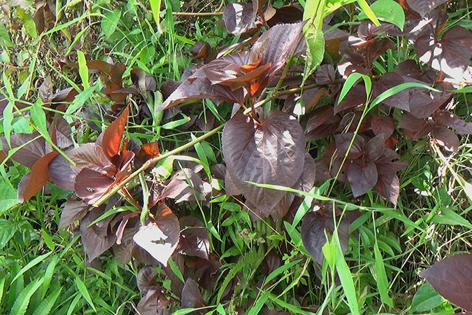 Dlium Copperleaf (Acalypha wilkesiana)
