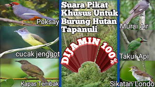 Suara Pikat Burung,Khusus Hutan Rimba Tapanuli