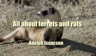 All about ferrets and rats