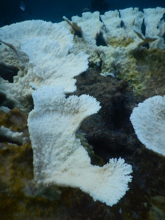Por primera vez se registra blanqueamiento de coral en los arrecifes de todas las costas de México