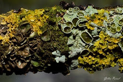 Initiation à la connaissance des lichens.