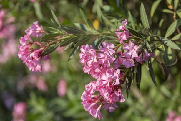 15 HARMFUL gestures to stop doing to properly prune the oleander!