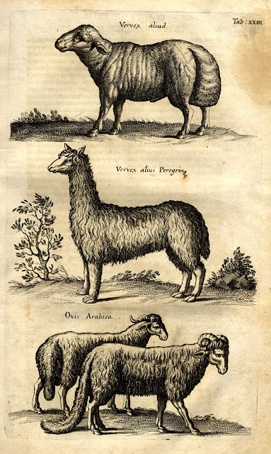 Jonston, Jan: Historiae Naturalis De Quadrupedibus Libri