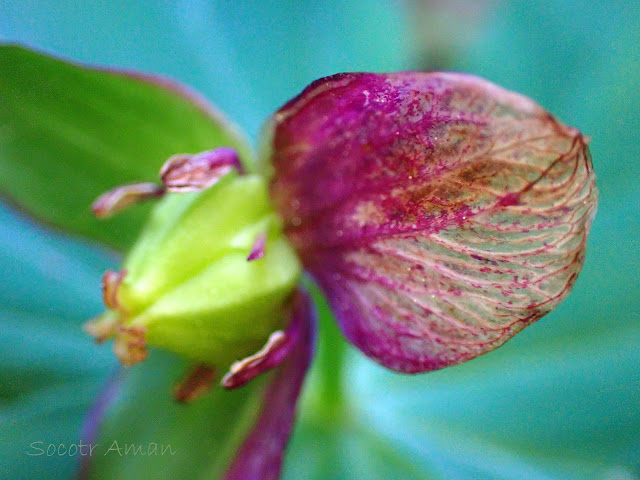 Trillium smallii