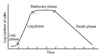 phases of bacterial growth curve