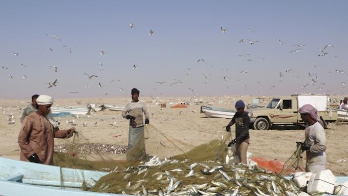 A pesca de Omã... uma luta pela subsistência entre tratores e pescadores artesanais