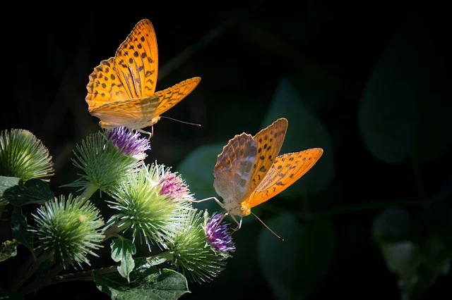 প্রজাপতির ছবি