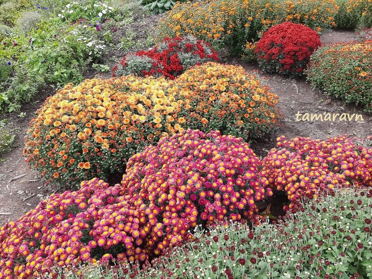 Хризантемы (Chrysanthemum)