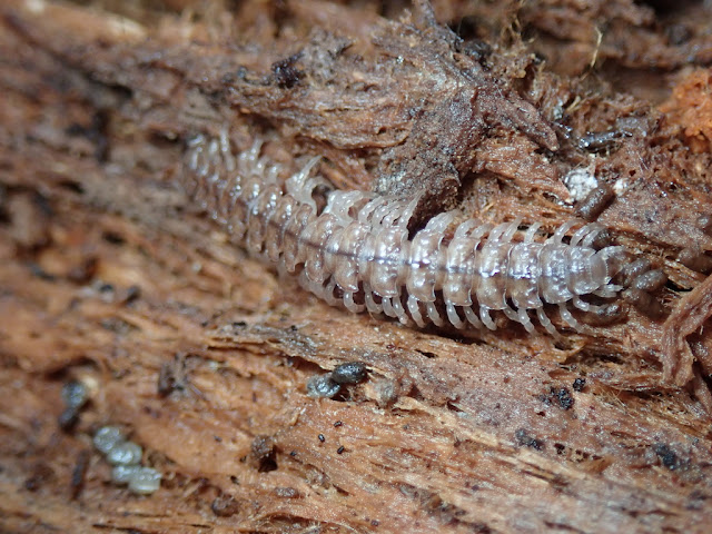 Polydesmus sp