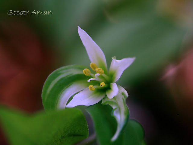 Disporum smilacinum