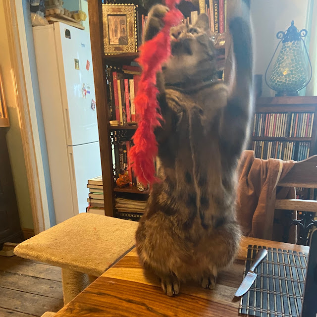 A tabby cat fighting a feathery string