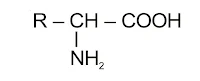 Biomolecules Chemistry Class 12 Notes