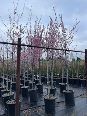 Flowering Plum Double