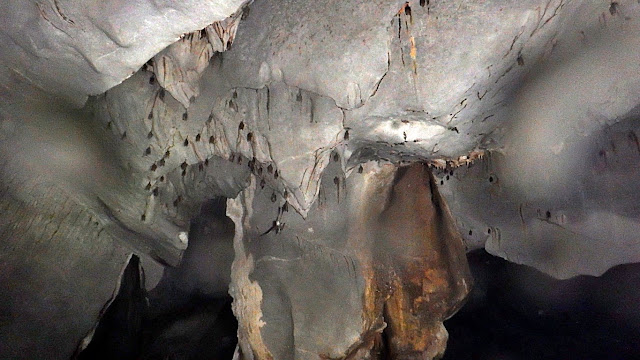 bats inside the St. Paul Cave and Underground River also known as Puerto Princesa Underground River