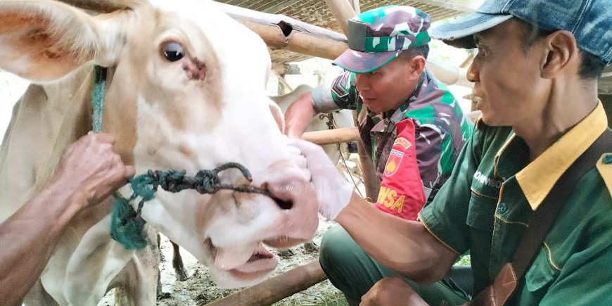 Babinsa Wedi Bersama Dinas Peternakan Lakukan Pemasangan Anting (Ear Tag) Pada Hewan Ternak