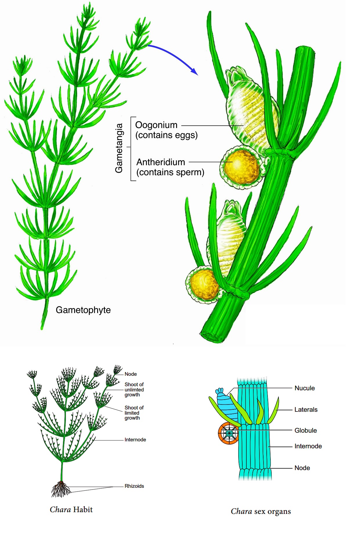 vegetative reproduction in chara, sexual reproduction in chara, types of reproduction in chara, classification of chara, practical work of chara,