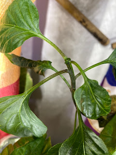 Young Sweet Pepper plant, trimmed