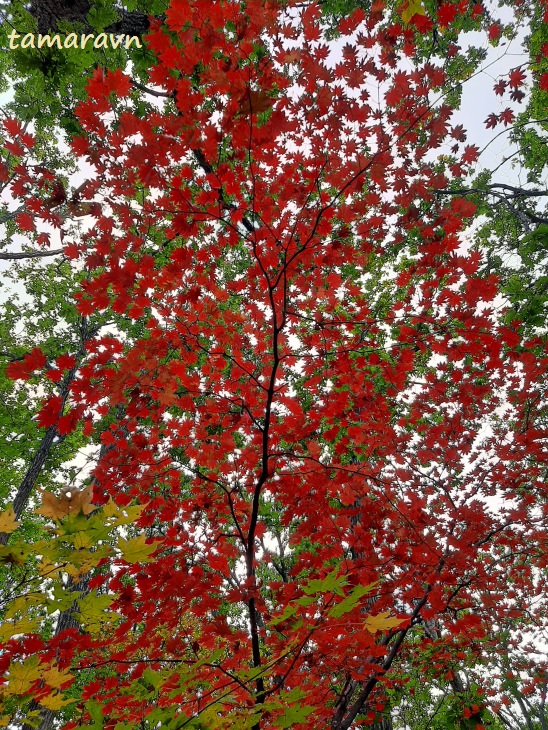 Клён ложнозибольдов (Acer pseudosieboldianum)