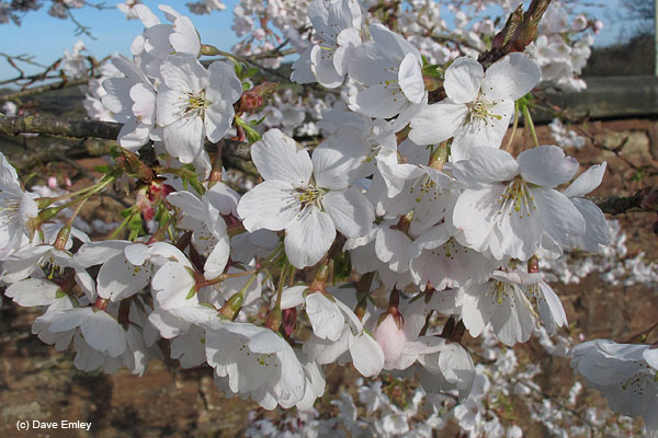 Prunus 'Moerheimii'