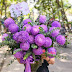 BST hoa tươi màu tím cực HOT - Hoa Tươi 360