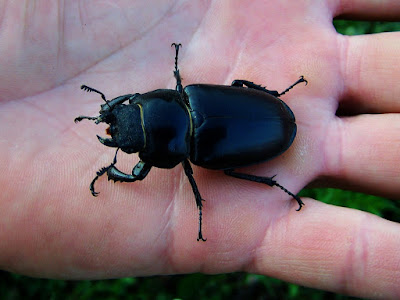 Escarabajo oscuro sobre una mano. Al ser hembra, sus mandíbulas no están tan desarrolladas y son más pequeñas que su cabeza como es común en escarabajos.