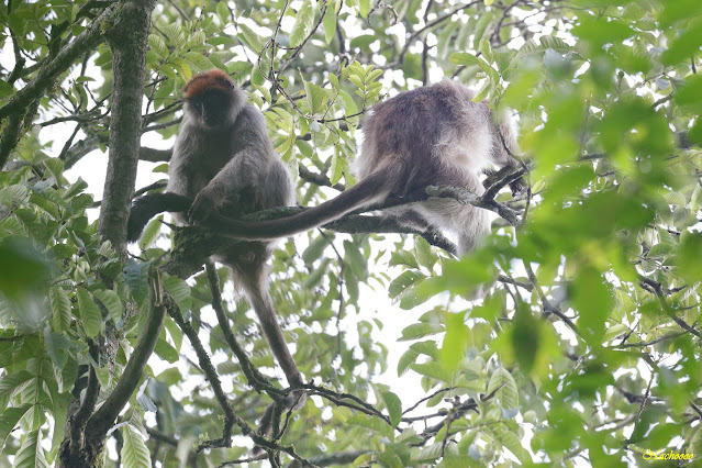 12-08-21. Llegada a Kibale y visita de la ciénaga de Bigodi. - Primitivos primates (7)