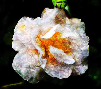 Translucent Flower