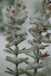 Rosemary in December