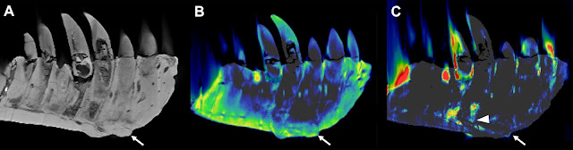 CT uncovers bone disease in Tyrannosaurus rex jaw