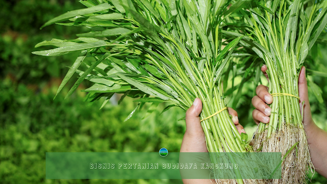 Bisnis Pertanian Budidaya Kangkung