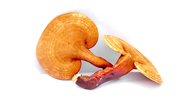 Ganoderma mushroom supplier in India