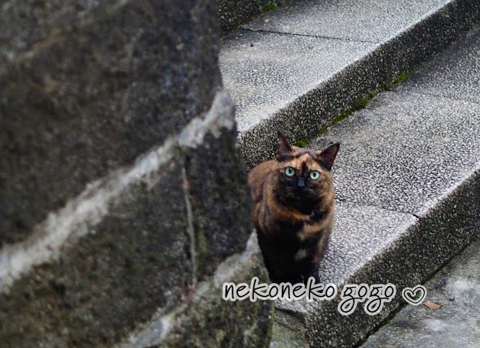 ねこ散歩で会ったサビ猫さん