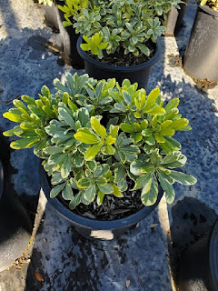 Variegated Wheeler