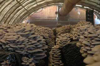 Oyster mushroom cultivation book pdf