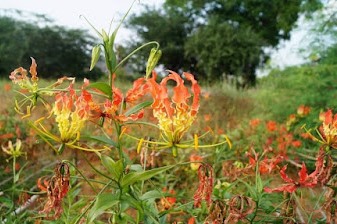 செங்காந்தள் - Cenkantal - Flame lily - Gloriosa superba.