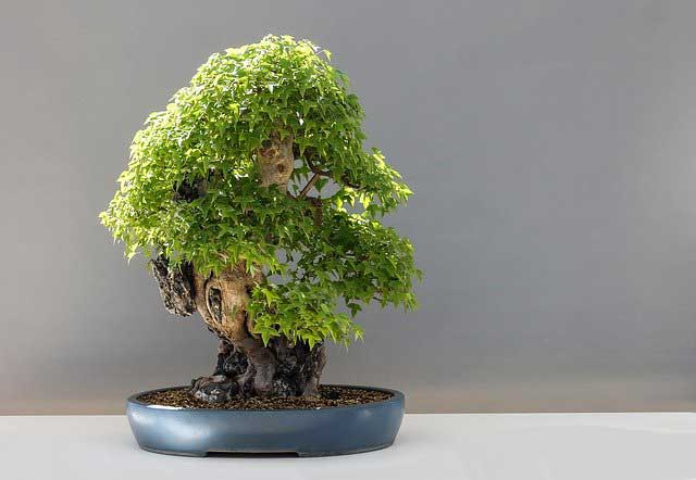 Bonsai