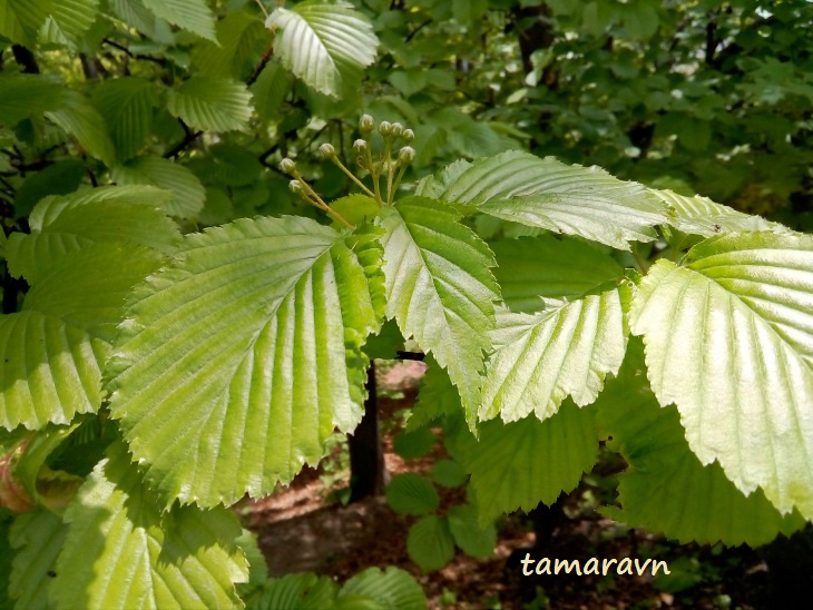 Мелкоплодник ольхолистный (Micromeles alnifolia)