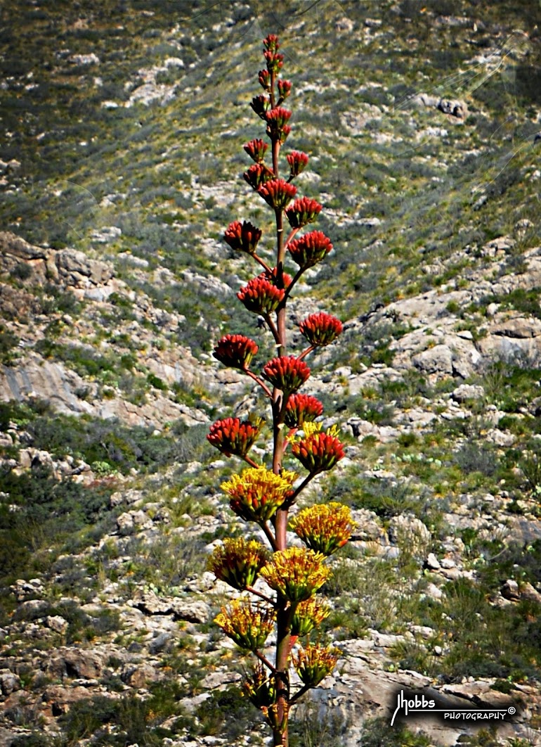 Mescal Agave Blossom - Guadalupe Mountains National Park - Texas