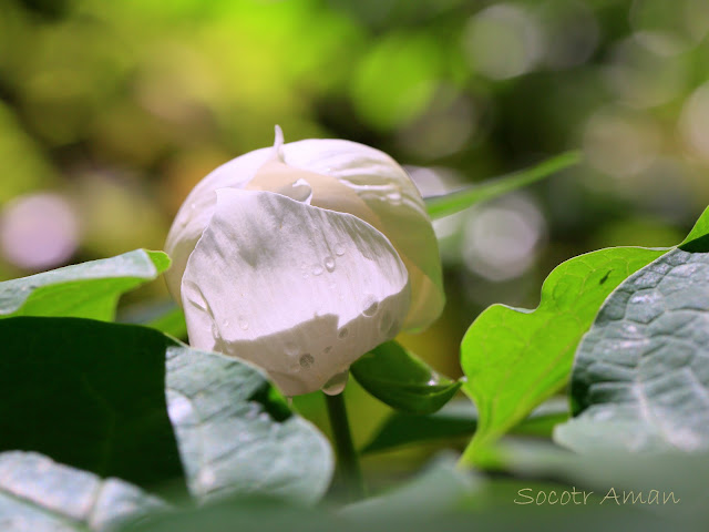 Paeonia japonica