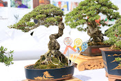   Bupati Suwirta Apresiasi Nusa Penida Bonsai Festival 2022