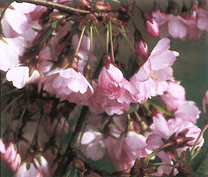 Prunus 'Accolade'