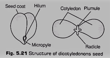 Dicotyledonous Seed