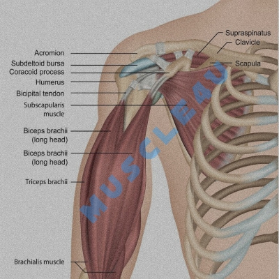 biceps muscle components