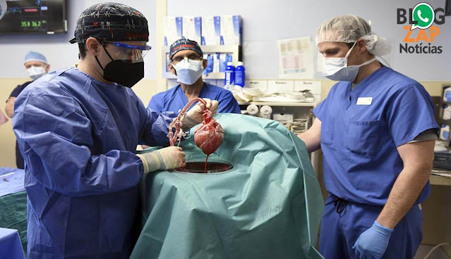 Transplante coração de porco