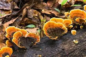 Anti Cancer Properties Of Reishi Mushroom